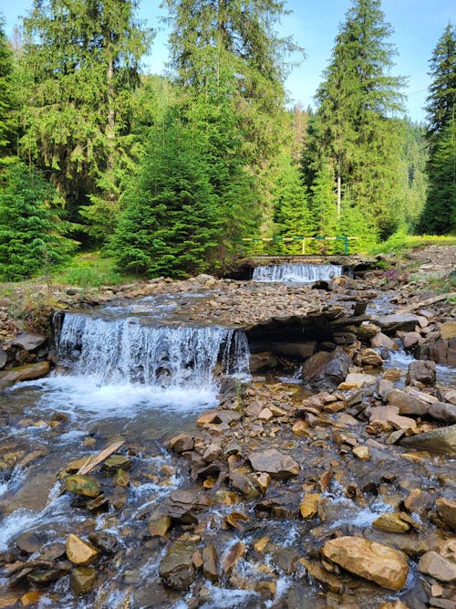 A small stream flowing through a forest