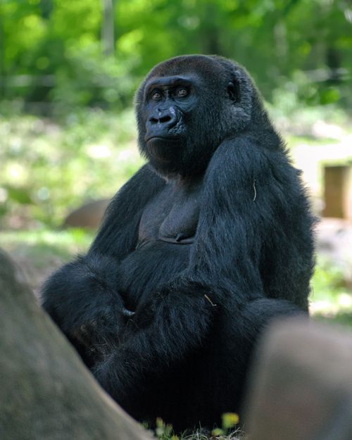 Free Majestic gorilla sitting in the lush green environment of Atlanta Zoo. Stock Photo