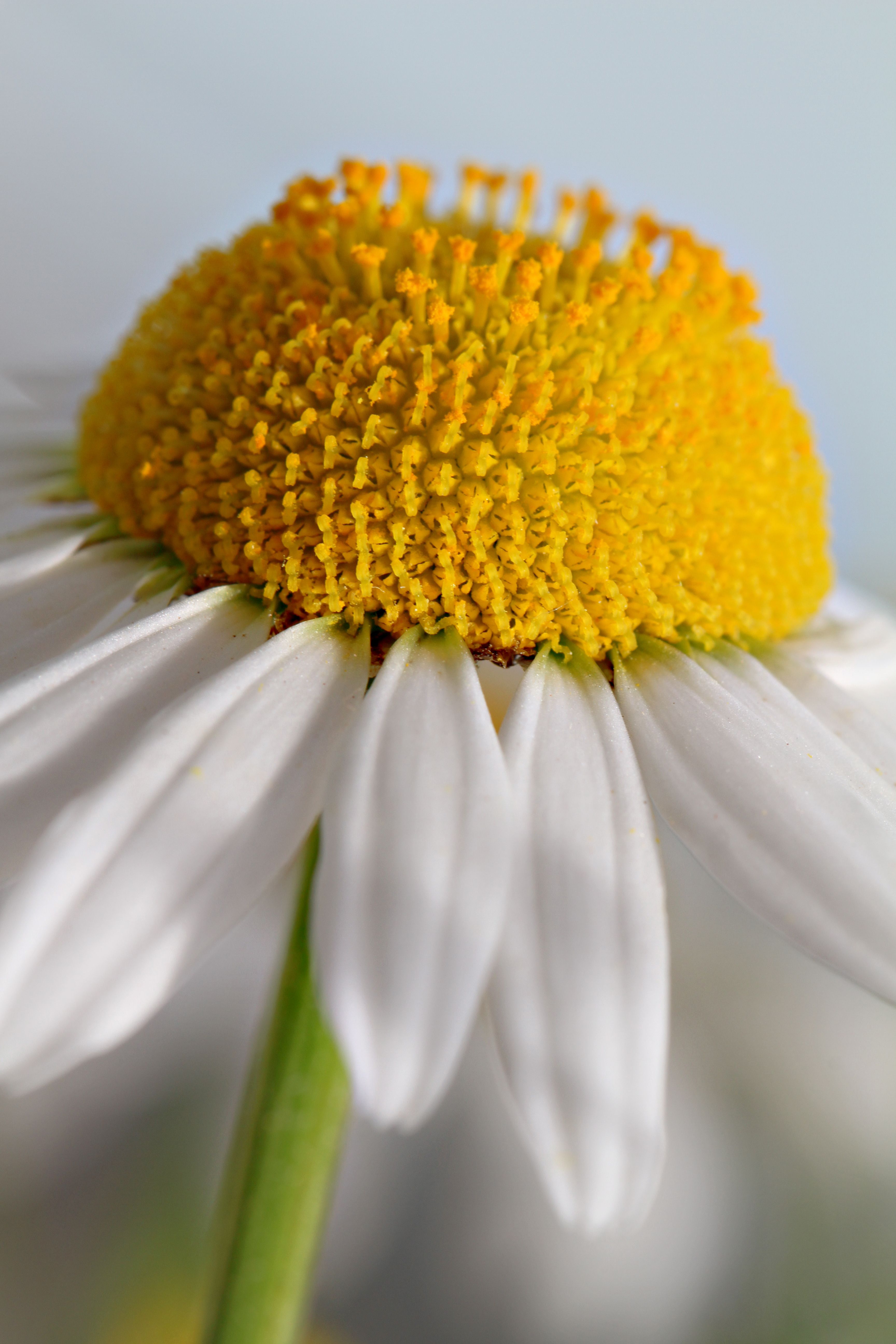 Margerite · Free Stock Photo