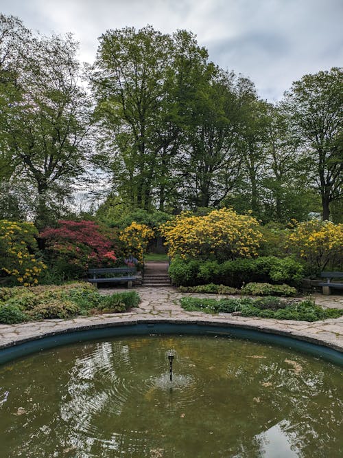 A pond surrounded by trees and bushes