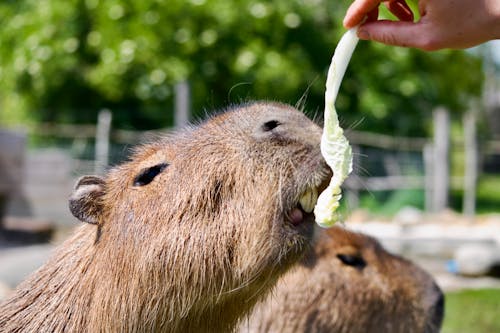 Fotobanka s bezplatnými fotkami na tému kapybara