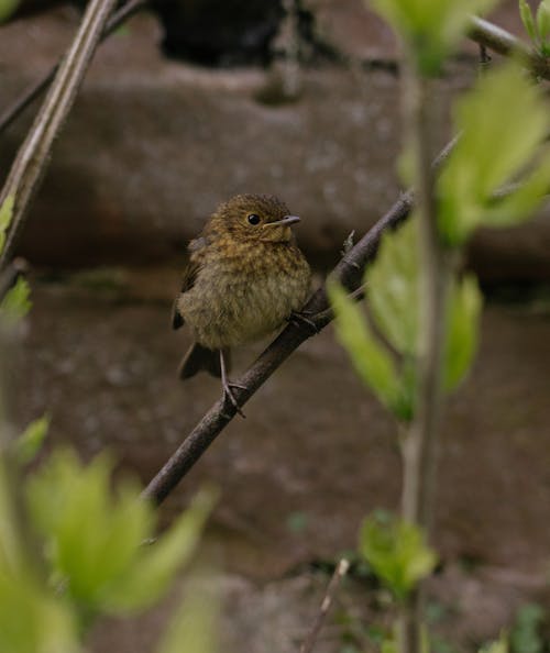 A small bird sitting on a branch in front of a wall