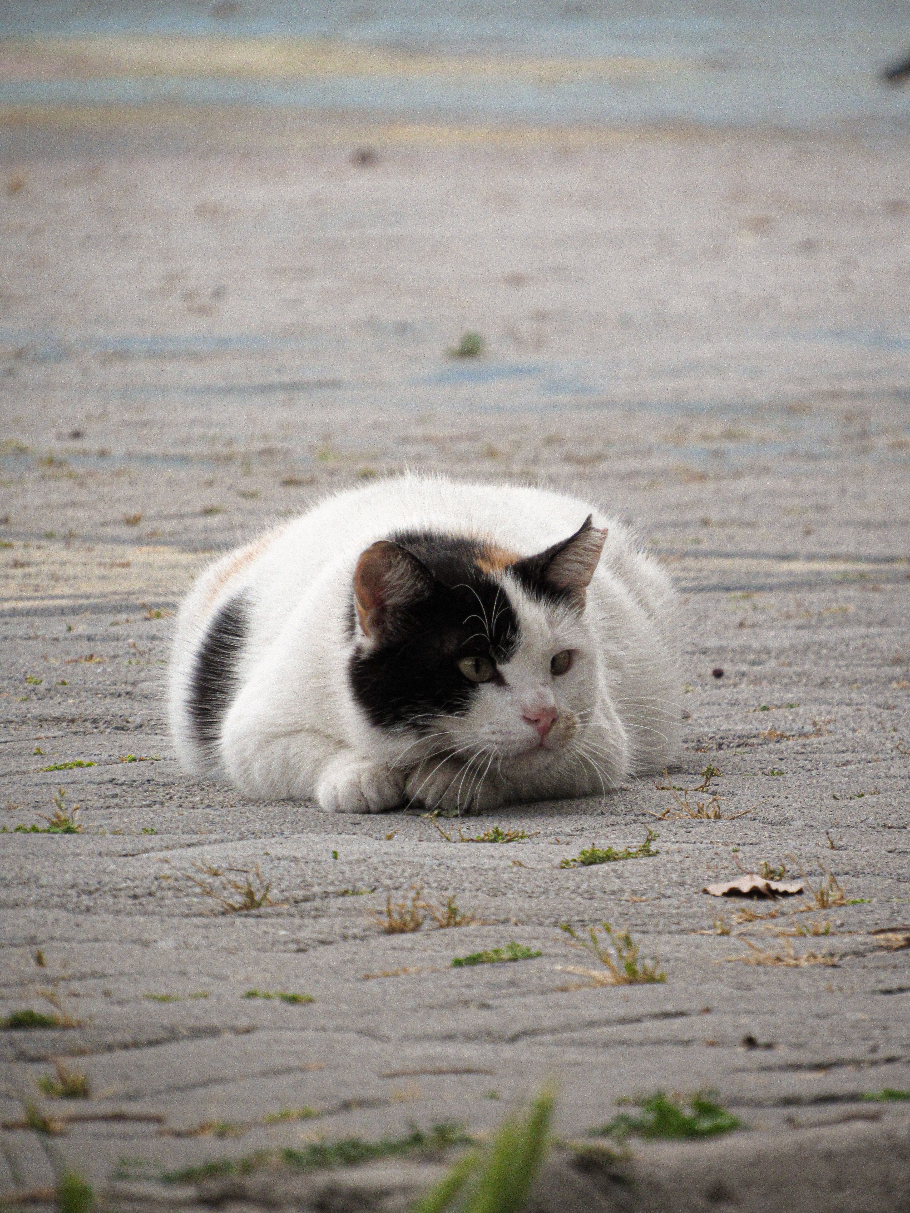 A cat laying on the ground · Free Stock Photo