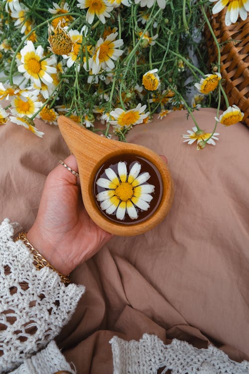 Immagine gratuita di aromaterapia, bellissimo, camomilla