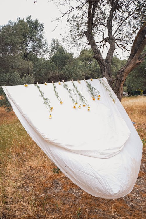 Foto profissional grátis de flores, mola, pano