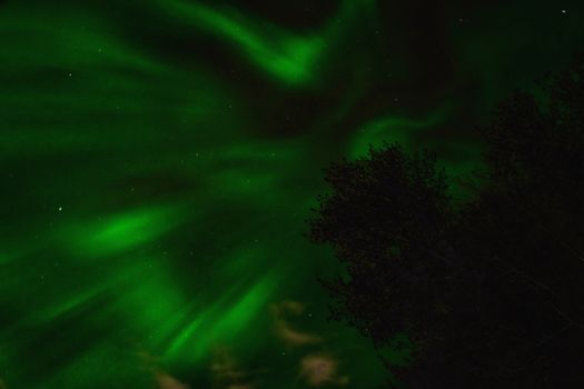 Vivid green aurora borealis lighting up the dark night sky with trees silhouetted.