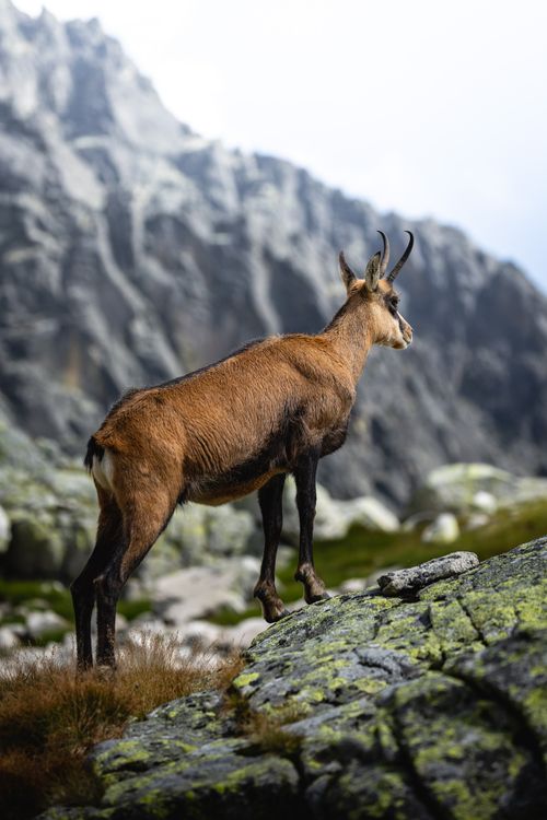 Free A lone Tatra chamois climbs the rocky slopes of the Tatra Mountains, showcasing its agility. Stock Photo