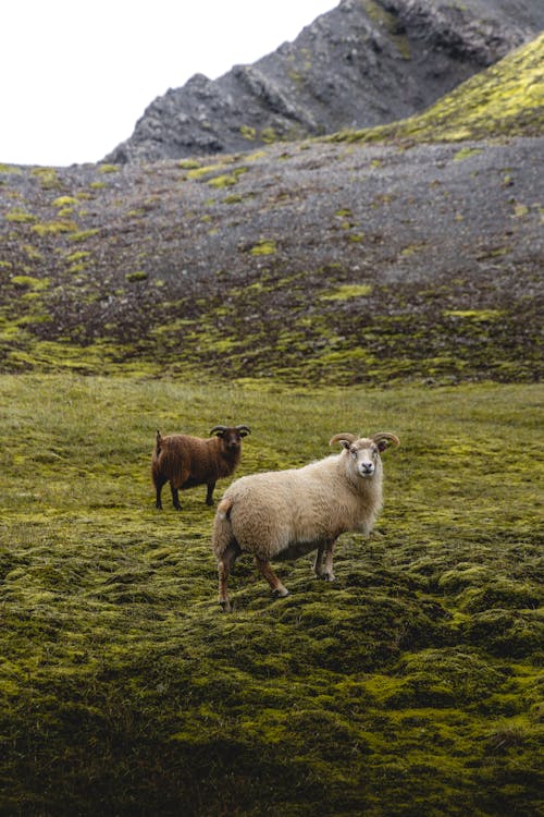 フィールド, 動物の写真, 垂直ショットの無料の写真素材