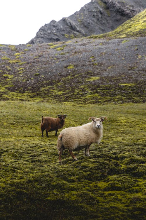 Free Sheep in the mountains of iceland Stock Photo