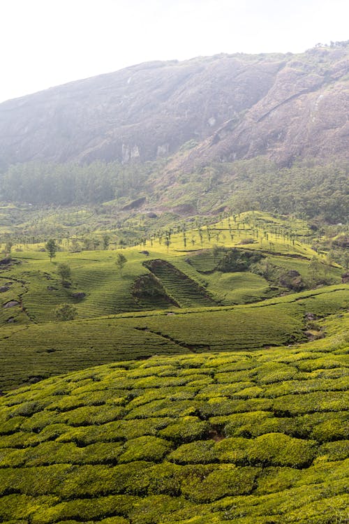 Tea fields in the mountains of sri lanka