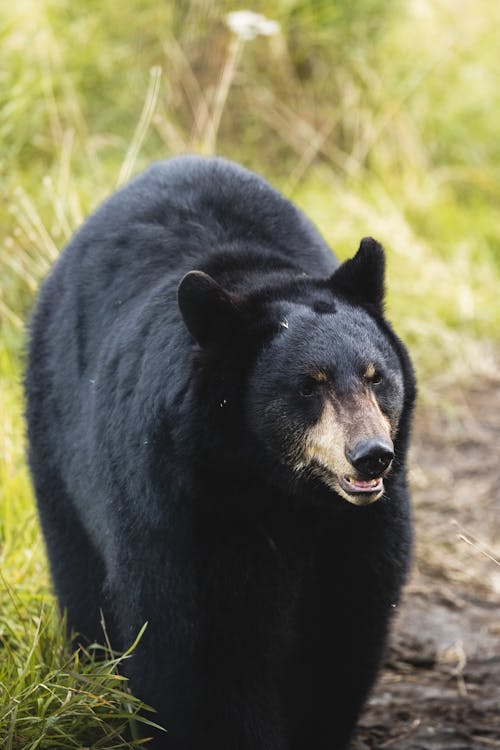 Immagine gratuita di animale, fotografia naturalistica, natura