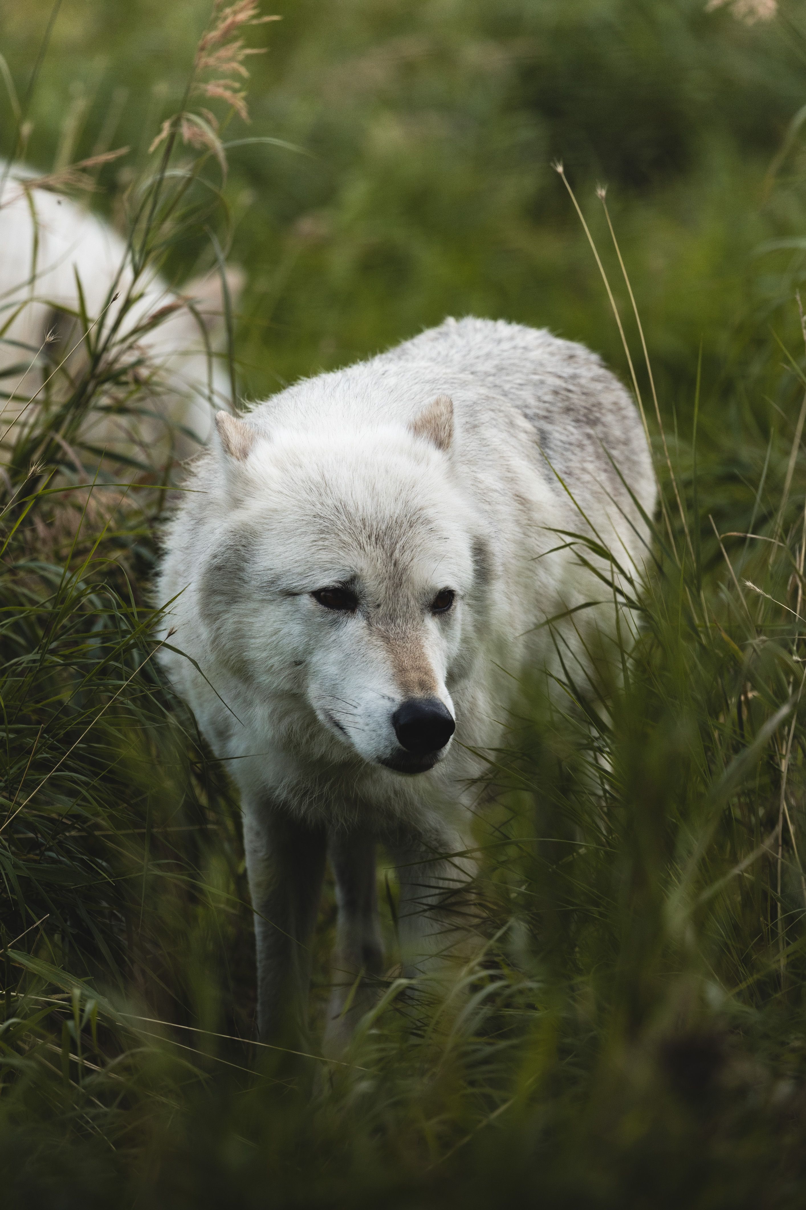 Rare Gray Wolf Sighting and Conservation Context
