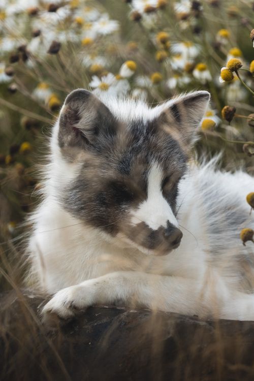 Free A serene image of a gray and white fox lying among wildflowers in a meadow, captured in a close-up shot. Stock Photo