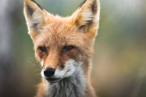Free Close-up portrait of a red fox in natural habitat, showcasing its striking fur and alert expression. Stock Photo