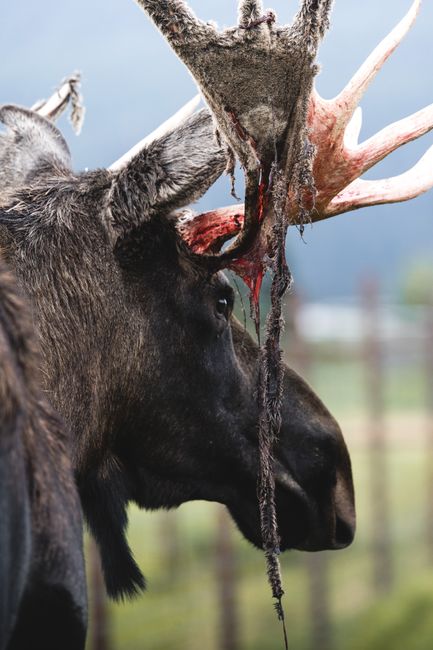 Canada Is Poaching America’s Top Scientists Canada Is Poaching America’s Top Scientists