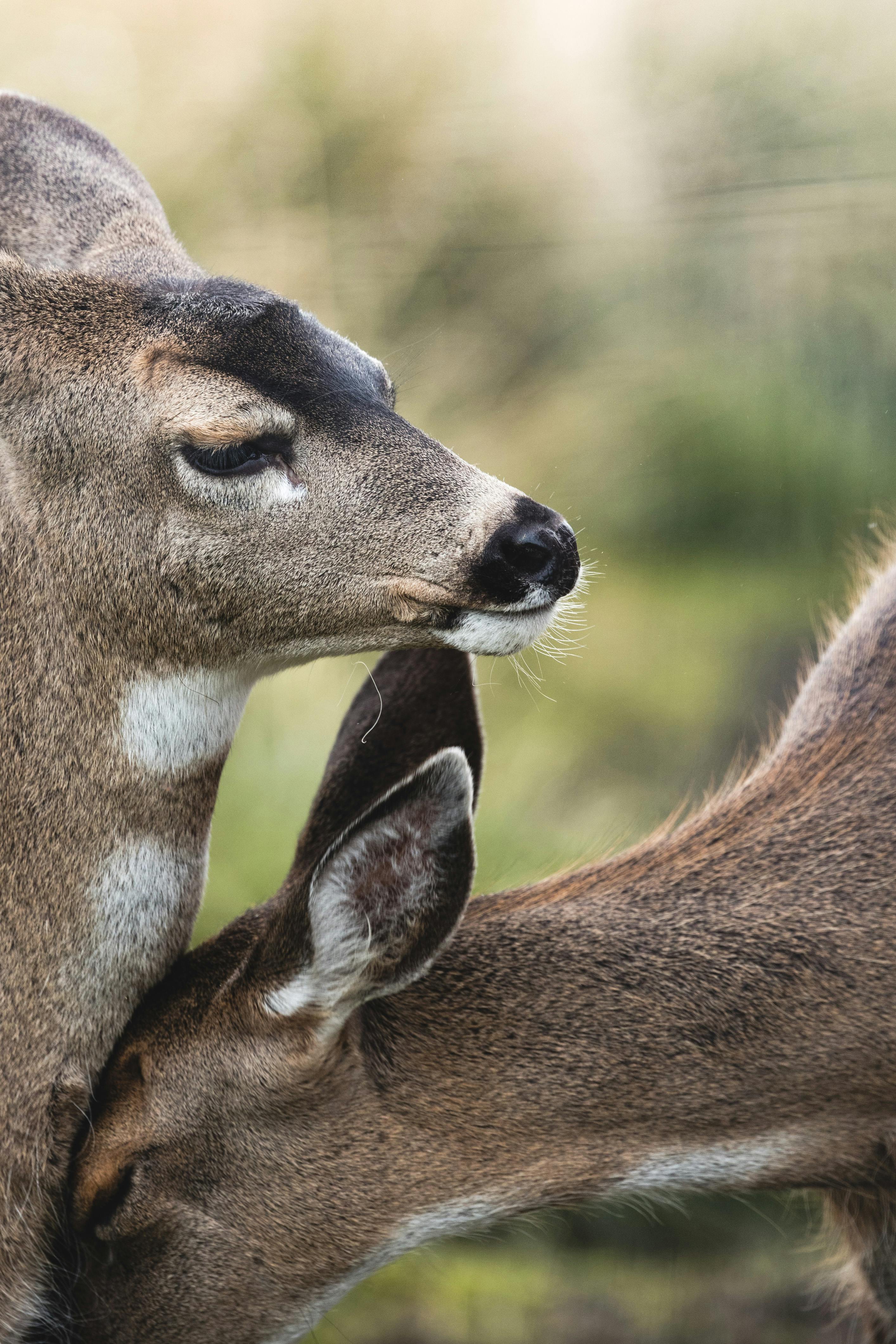 grátis Close Up De Veados Tocando Suas Cabeças Foto profissional