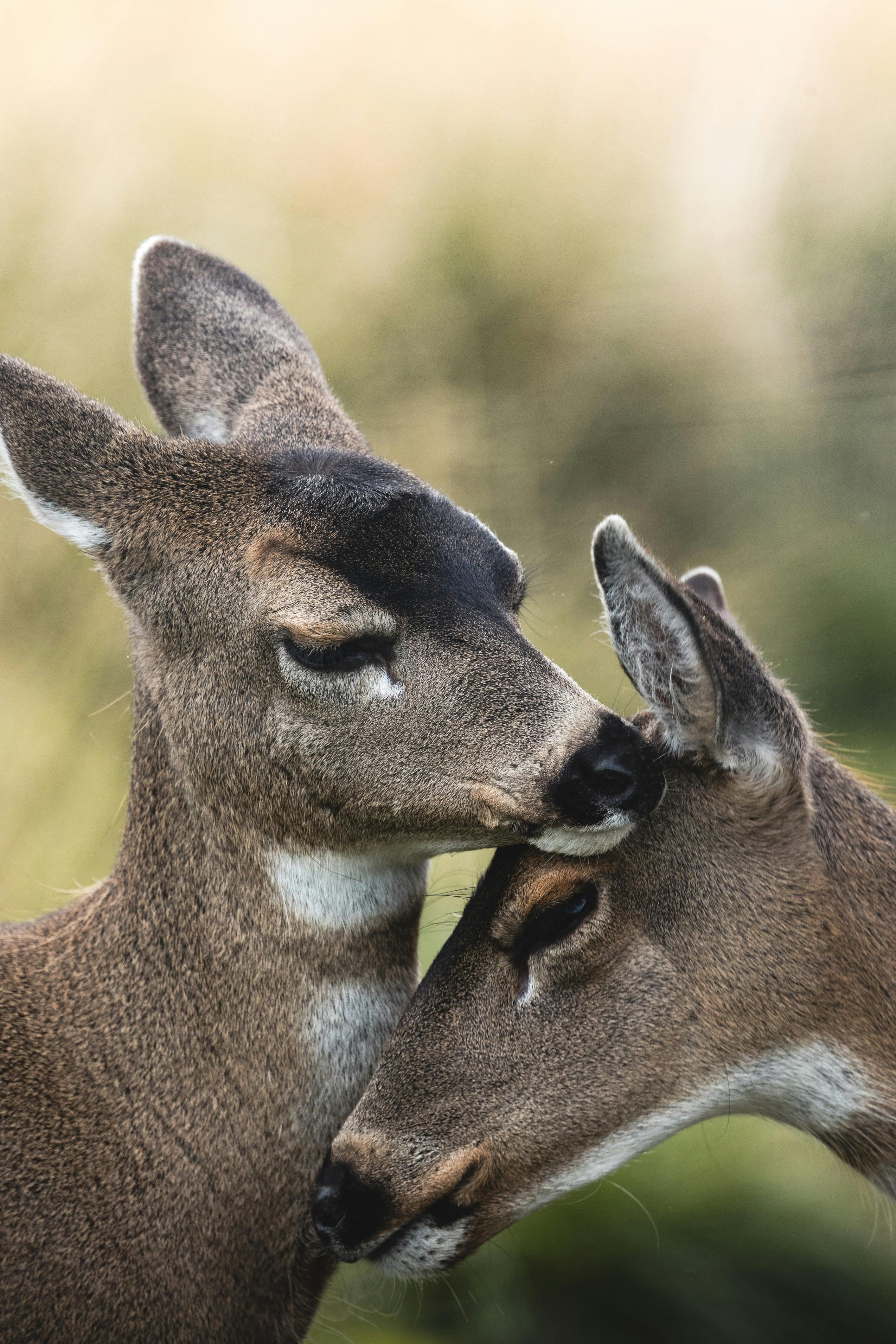 A close-up of two young deer gently nuzzling in a serene wildlife setting.