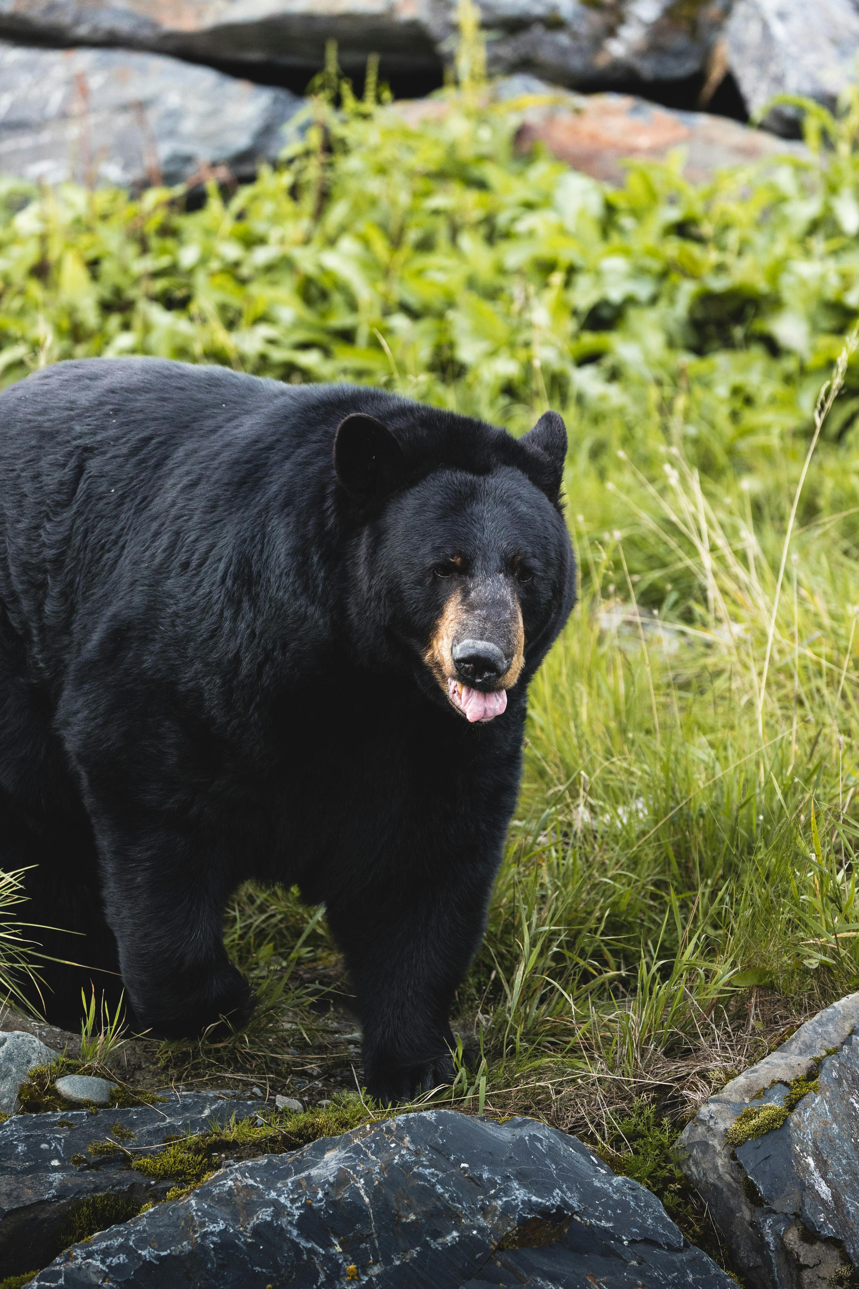a black bear walking on a field
