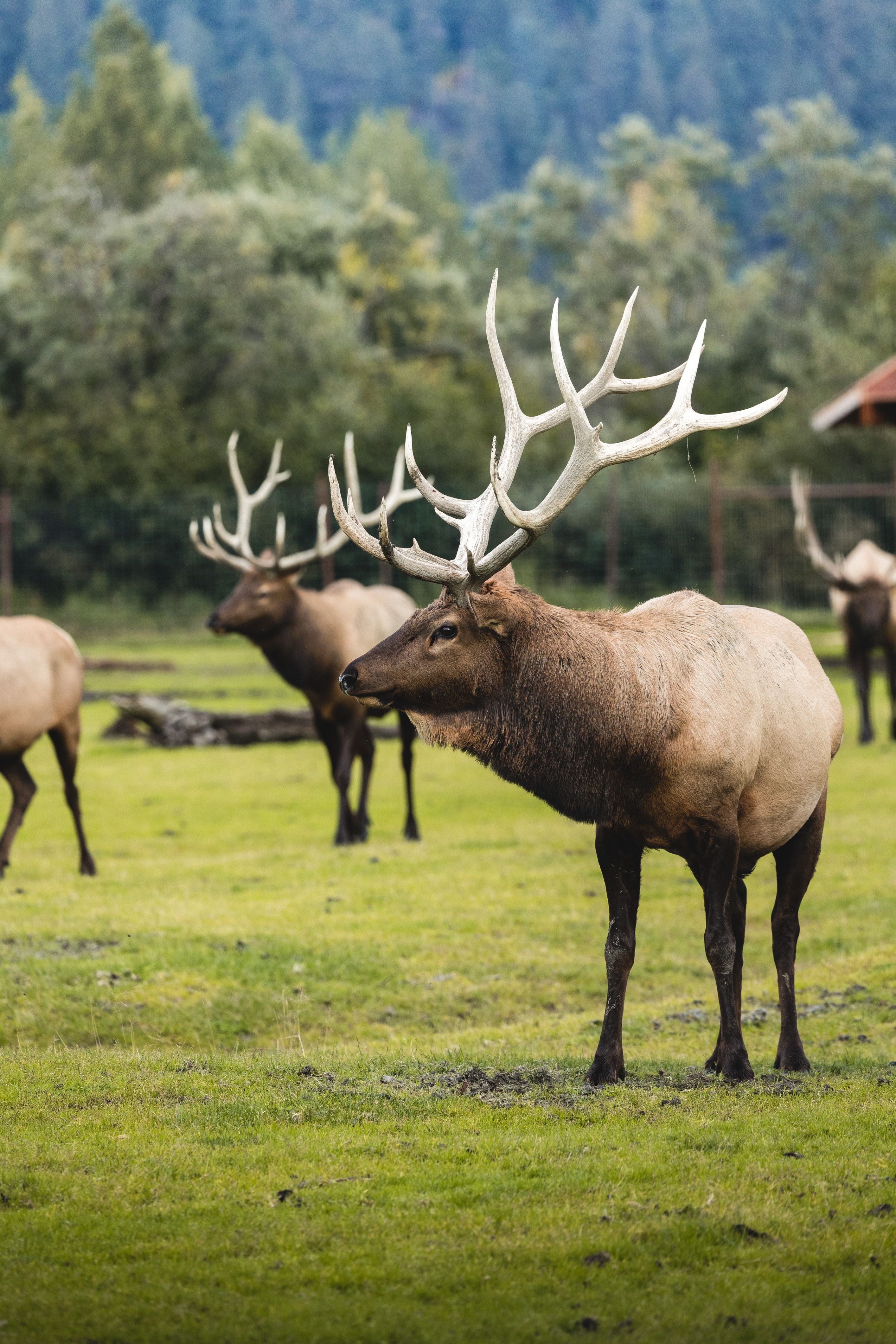 Elk in the wild · Free Stock Photo