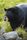 black bear