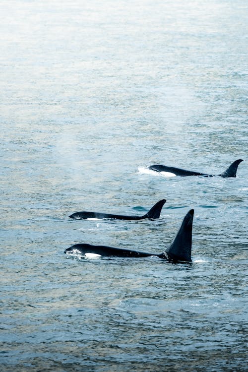 orca, 垂直拍摄, 天性 的 免费素材图片