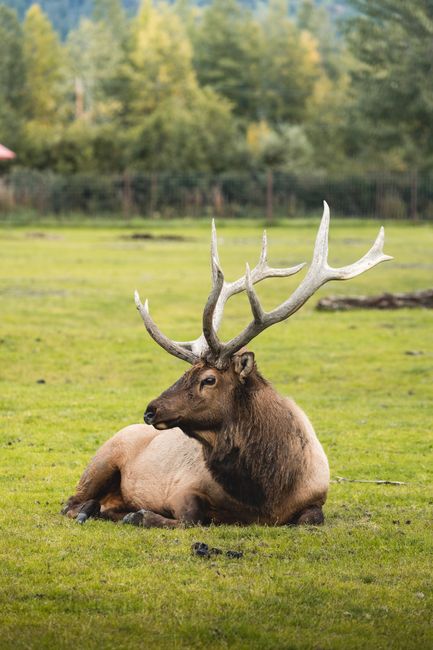 A majestic Roosevelt elk (Cervus canadensis roosevelti) lying in a lush green meadow, showcasing its impressive antlers.
