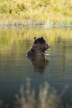 A grizzly bear enjoying a peaceful bath in a serene pond surrounded by grass.