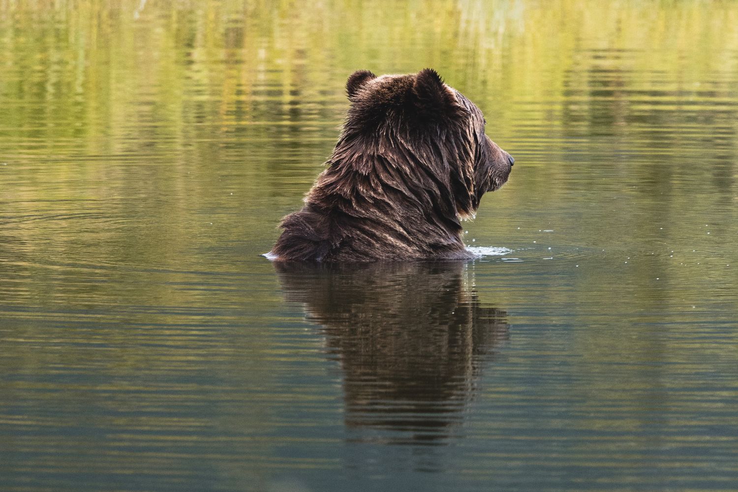 Bear Backkview Bear Back View Photos, Download The BEST Free Bear Back View Stock ...