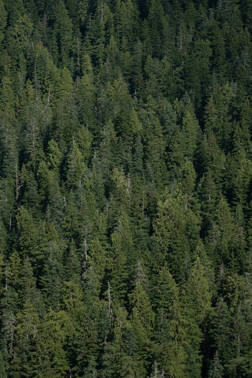 ハイキング, ビュー, 上空からの樹木の覆いの無料の写真素材