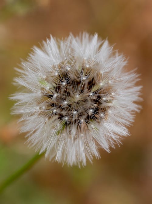 macro shot of a dandelion flower