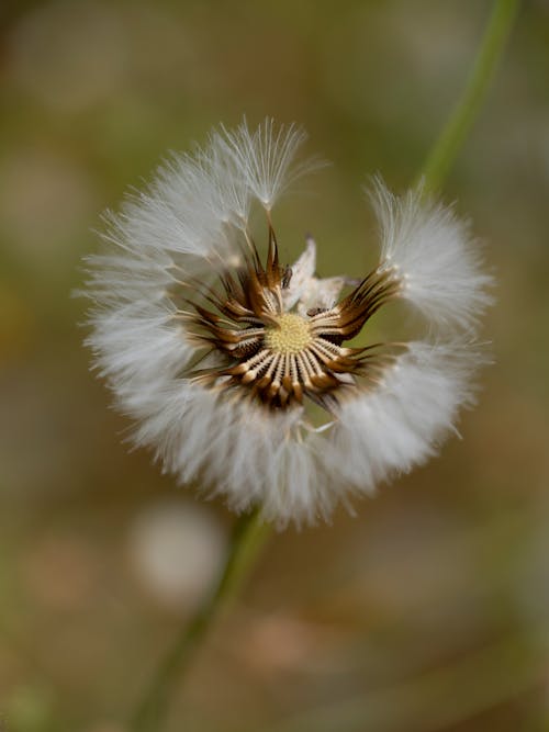 dandelion flower