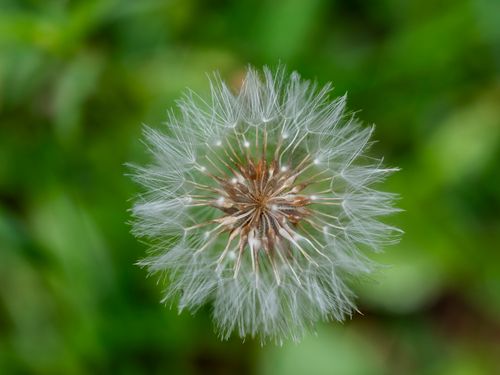 Free Delicate close-up of a fluffy dandelion ready to disperse its seeds in springtime. Stock Photo