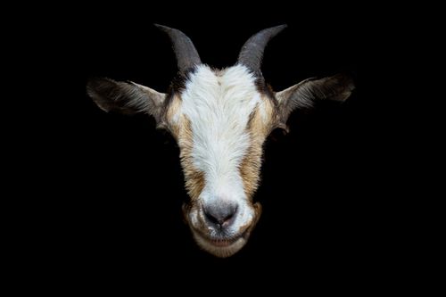 Free Goat Head Stock Photo
