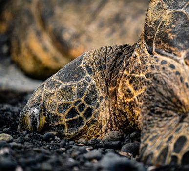 Detailed closeup of a green sea turtle resting on rocky terrain. Nature and wildlife photography.