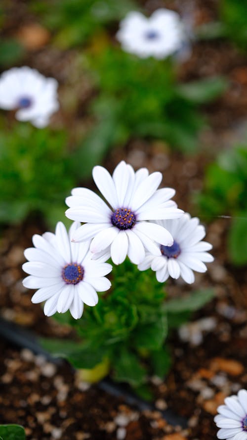 春天的花朵, 白色雛菊, 白花 的 免費圖庫相片