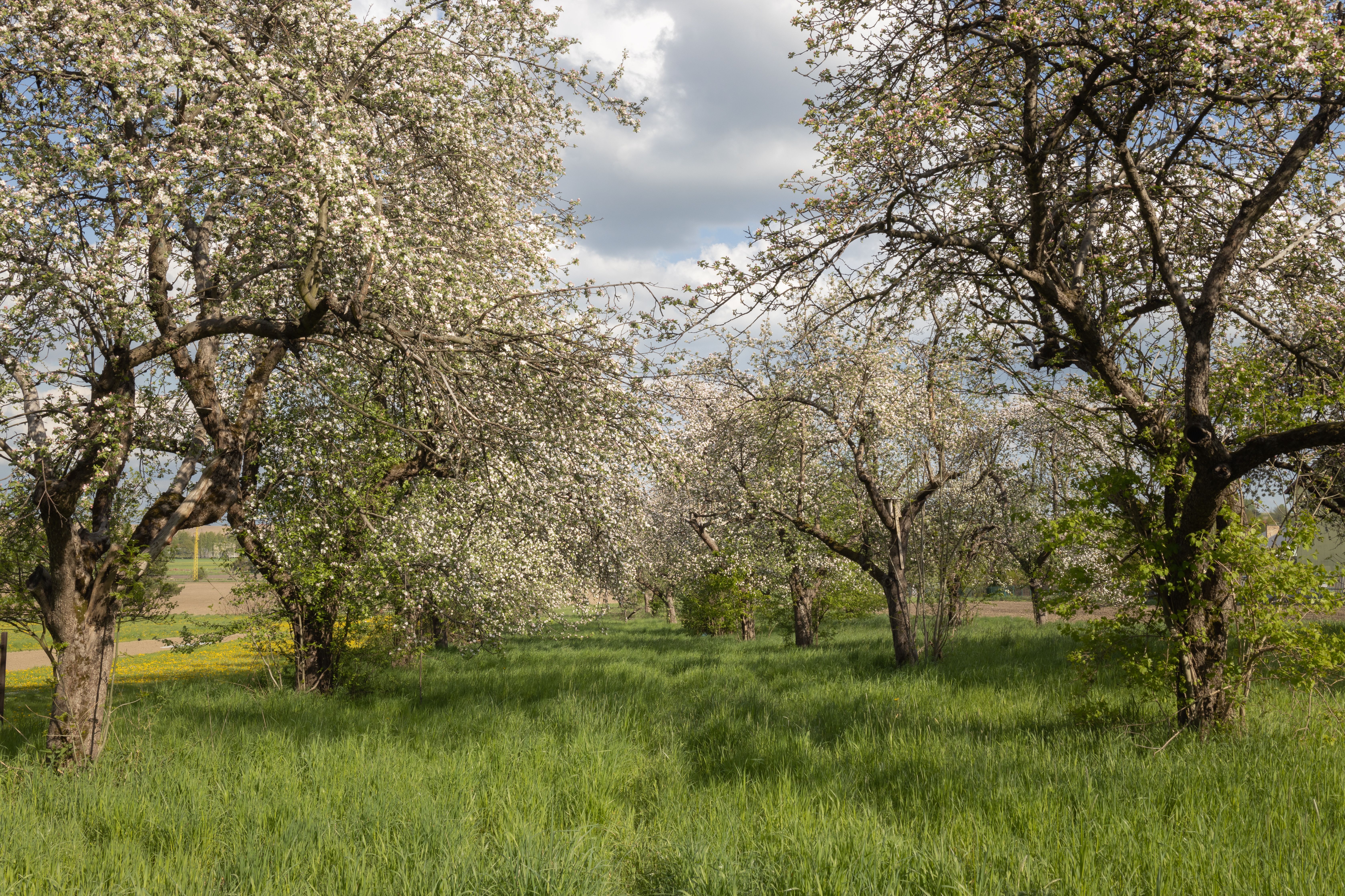 Small Grove with Trees with Blooming White Flowers · Free Stock Photo