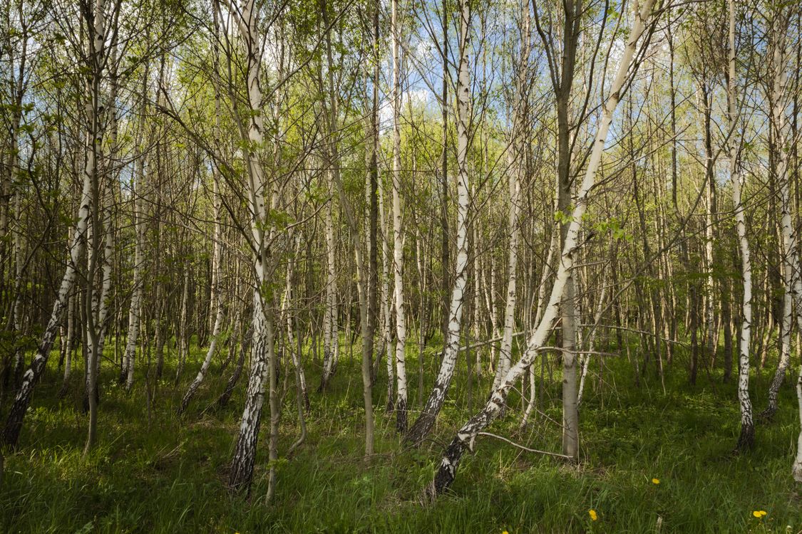 Free Serene birch forest with vibrant green foliage bathed in spring sunlight. Stock Photo