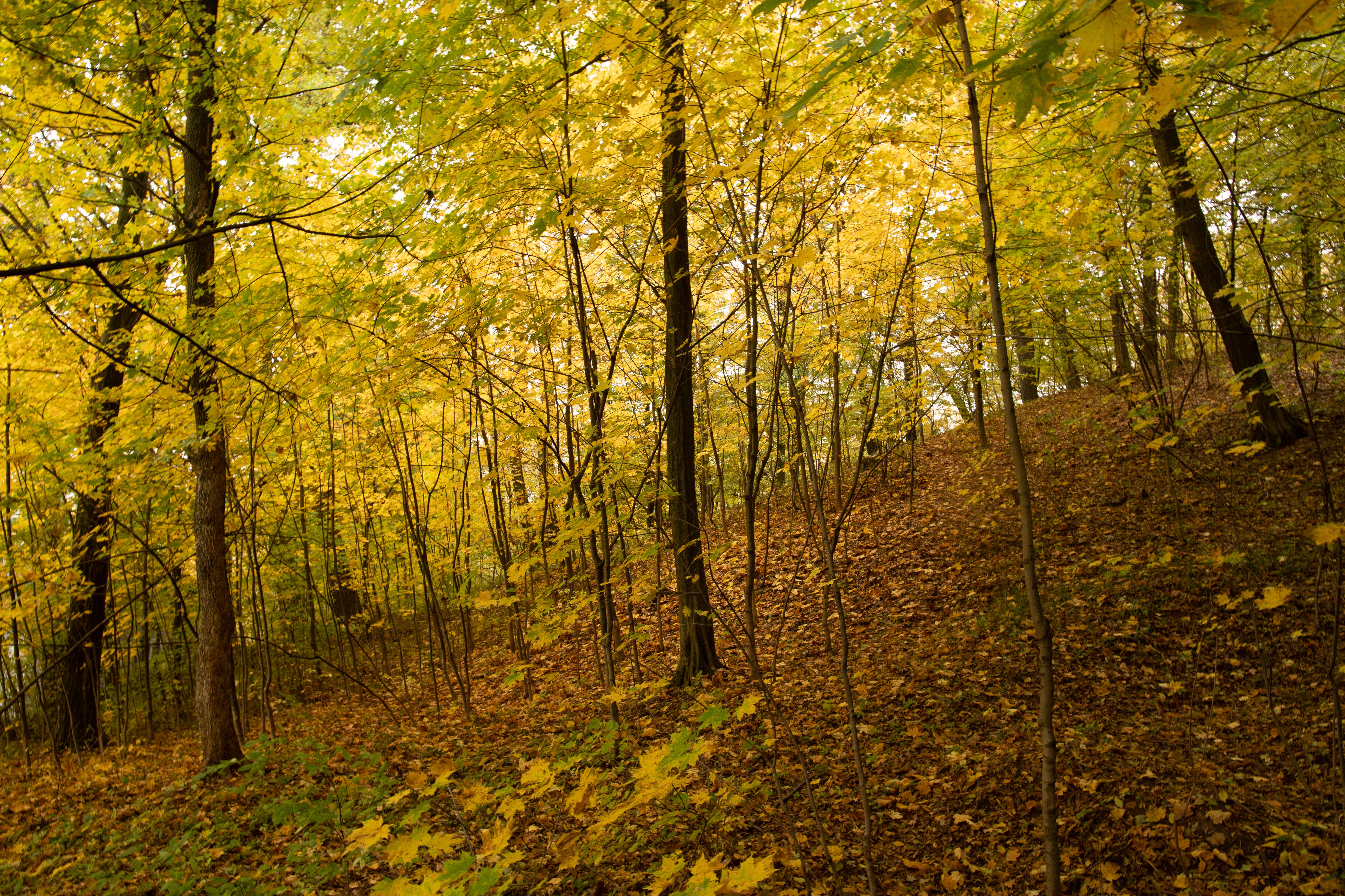 Randonnée du Niagara Escarpment à Short Hills