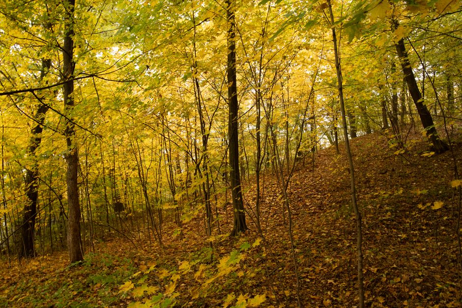 Randonnée du Niagara Escarpment à Short Hills