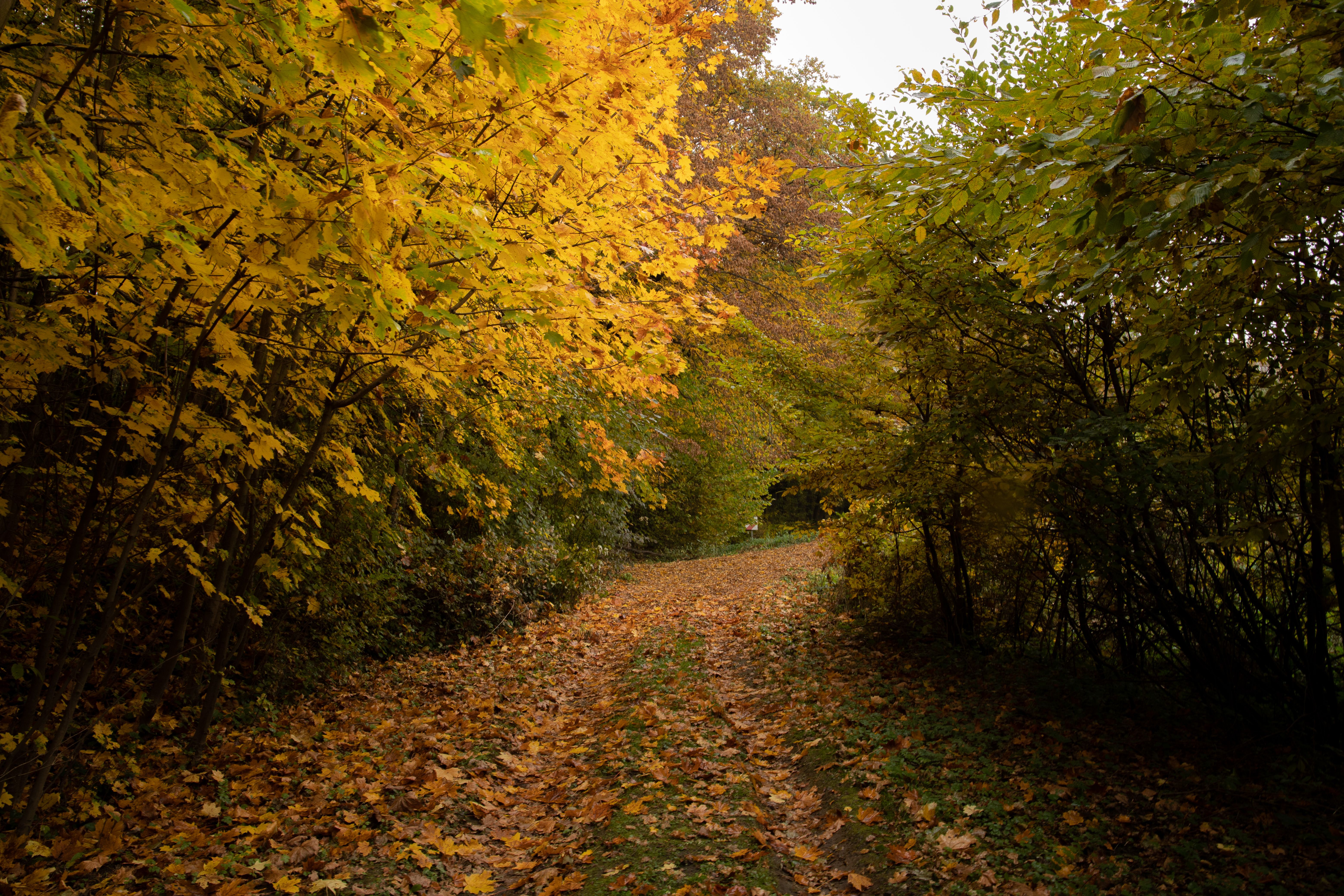 Autumn