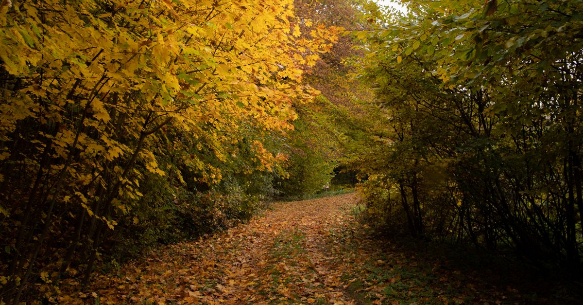 Autumn