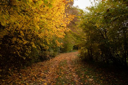 Free A tranquil dirt road surrounded by vibrant autumn foliage, capturing the essence of fall. Stock Photo