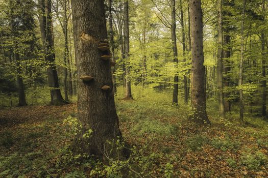 Beautiful forest scene with trees and fungi in a lush green spring setting.
