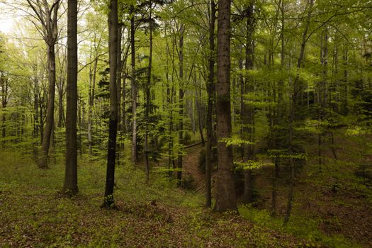Explore a serene spring forest full of vibrant green trees and natural beauty.