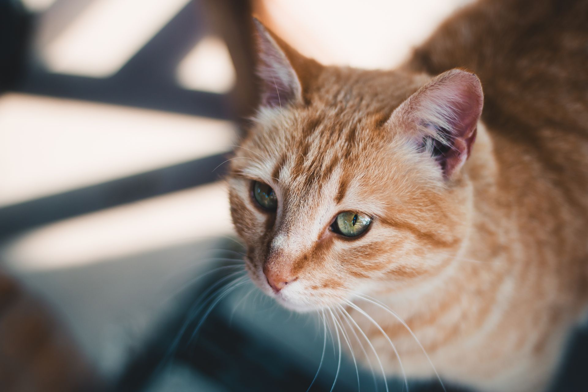 Close-up of a curious ginger cat with green eyes, capturing its fluffy, downy fur outdoors in Marathon, Greece.