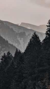 Serene landscape of a misty coniferous forest with mountains in the background.