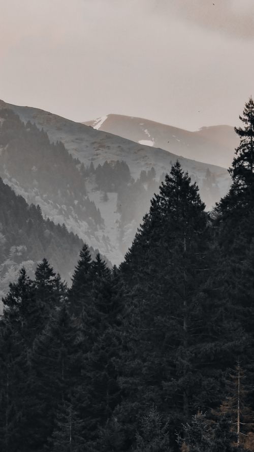 Free Serene landscape of a misty coniferous forest with mountains in the background. Stock Photo