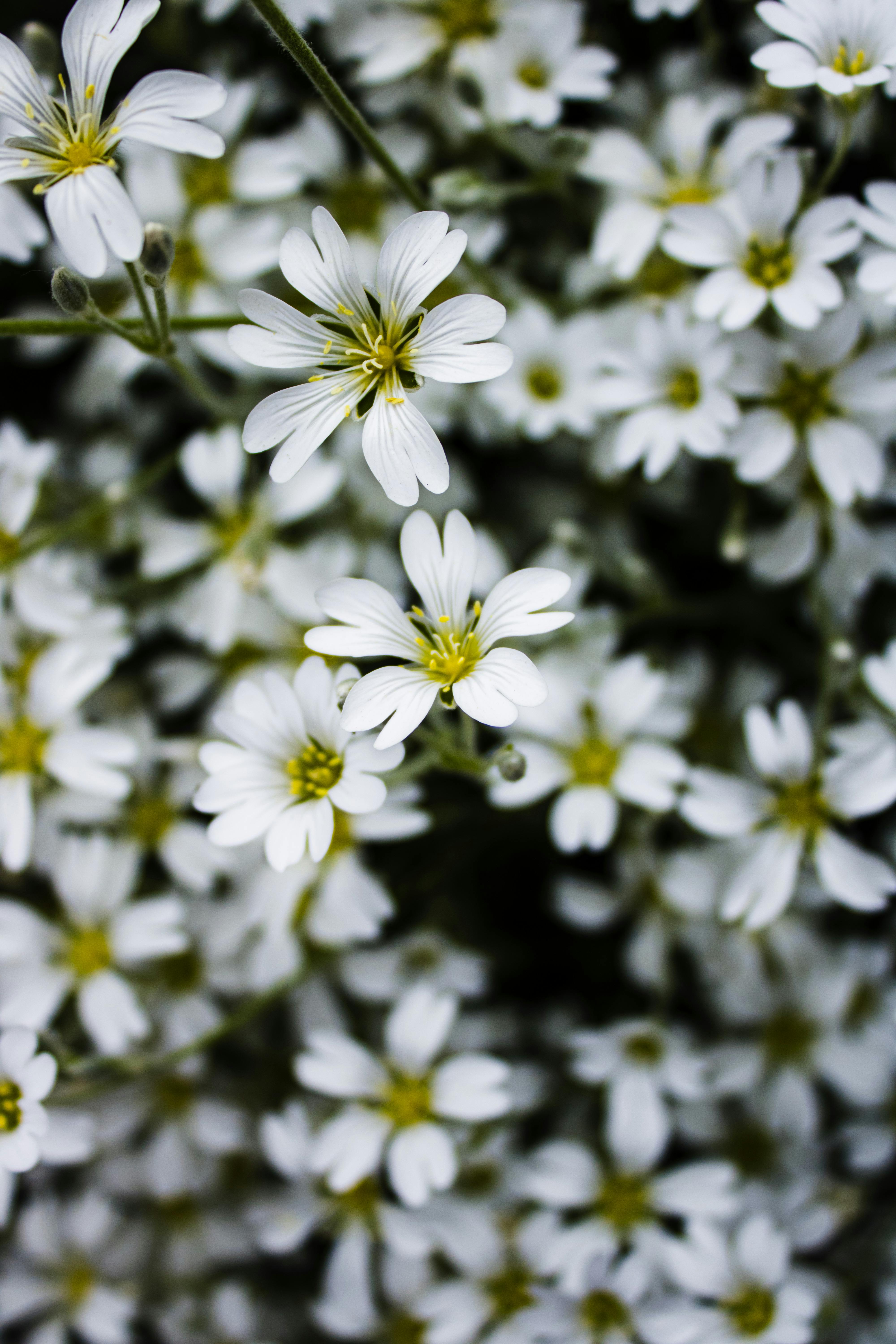 [ColoSach]-beautiful-close-up-of-white-flowers-in-full-bloom-in-a-garden-setting.