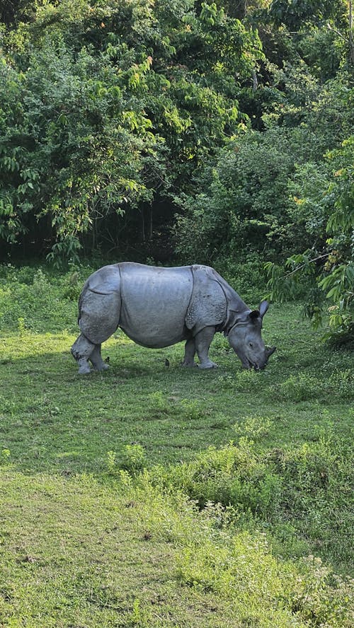 single horned Rhino 