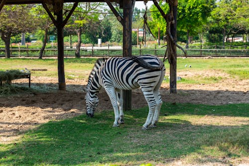 Gratis lagerfoto af @outdoor, afrikanske dyreliv, beskyttet område